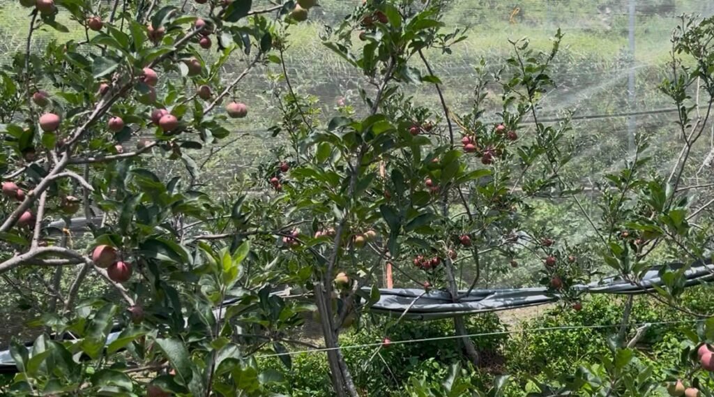 सरकारी योजनाओं और आधुनिक तकनीक से हर वर्ष चार से पांच लाख रुपये का शुद्ध लाभ, युवाओं के लिए बने प्रेरणास्रोत